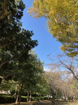 紅葉 紅葉の写真