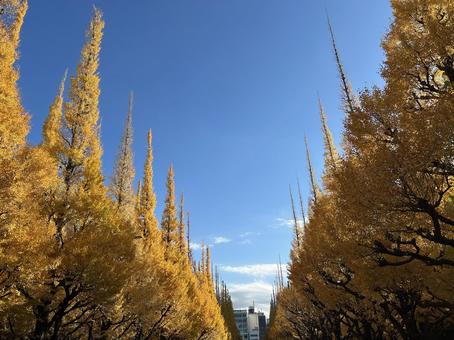 外苑前のイチョウ並木と青空 イチョウ,銀杏,並木の写真素材