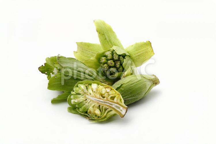 ふきのとう ふきのとう，,山菜,旬の写真素材