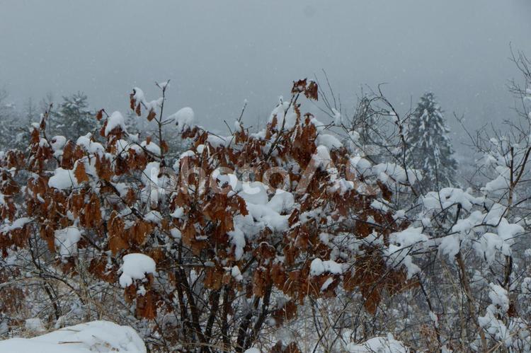 なごり雪 雪,雪景色,冬の写真素材