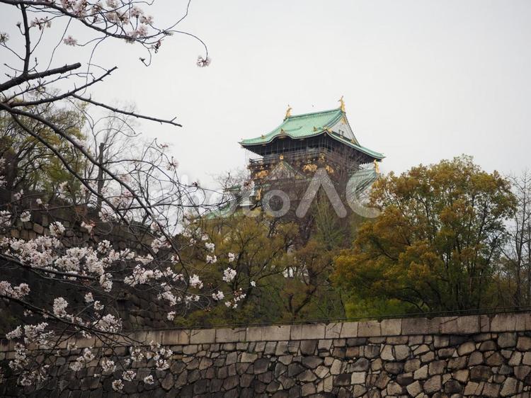 大阪城と桜 大阪城,桜,風景の写真素材