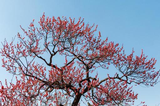 青空に映える満開の梅の花 梅,迎春,梅の花の写真素材