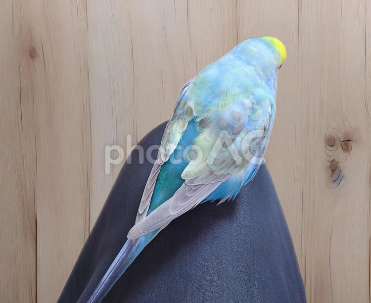 セキセイインコ　後ろ姿 セキセイインコ,後ろ姿,パステルレインボーの写真素材