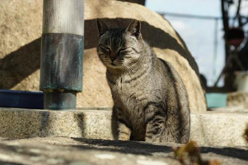 ねこ ねこ にゃんこ,可愛い,野良猫の写真素材