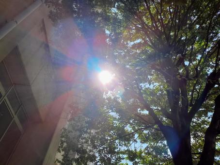 木漏れ日 木漏れ日の写真