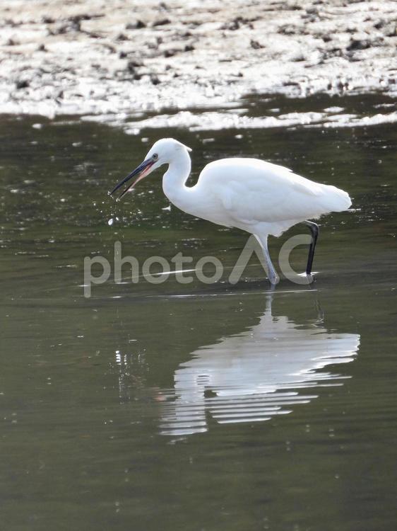 餌を探すコサギ コサギ,鳥,野鳥の写真素材