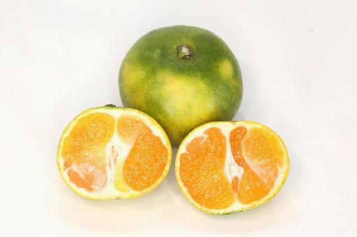 早生大長みかん 柑橘,食べ物,早生の写真素材