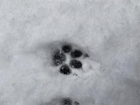 足あと 足あとの写真
