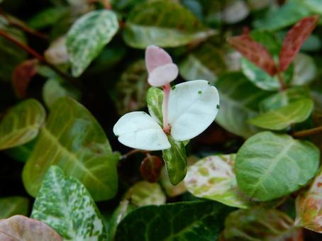 【f花の写真】 ハツユキカズラ 【f花の写真】 ハツユキカズラ ハツユキカズラ,初雪葛,植物の写真素材