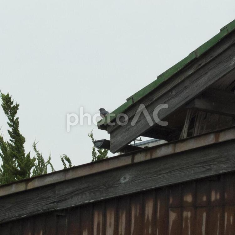 風景　屋根に止まる鳥 街並み,鳥,風景の写真素材