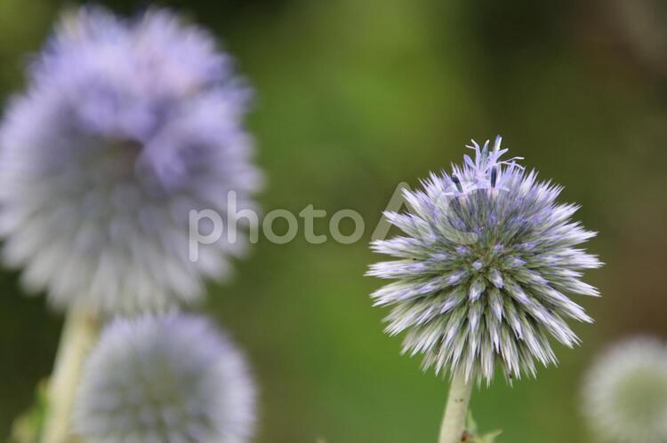 エキノプス　リトロの花 エキノプス,リトロ,花の写真素材