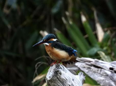 ポーズをとるカワセミ 鳥,野鳥,カワセミの写真素材