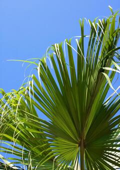 Palm trees 5, palm tree, plant, southern country, JPG