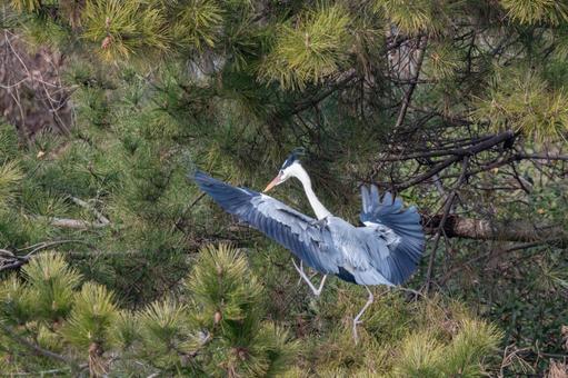 松の木に舞い降りるアオサギ 松の木に舞い降りるアオサギ アオサギ,鳥,野鳥の写真素材