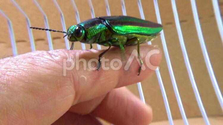 タマムシ　Jewel Beetleタマムシ　Jewel Beetle beetle,jewel,タマムシの写真素材