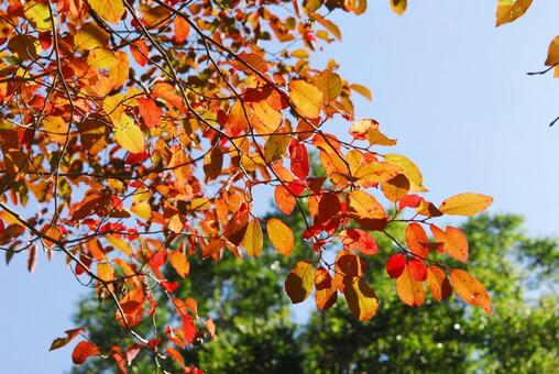 紅葉 紅葉の写真