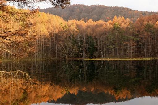 晩秋の御射鹿池 御射鹿池,晩秋,夕日の写真素材