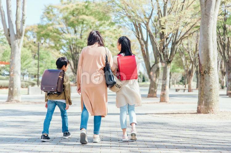 公園を歩く親子（後ろ姿） 親子,子供,送り迎えの写真素材