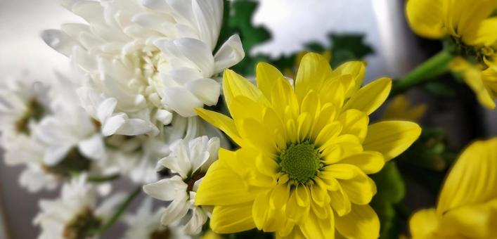 切り花(菊) 切り花(菊) 菊,小菊,切り花の写真素材
