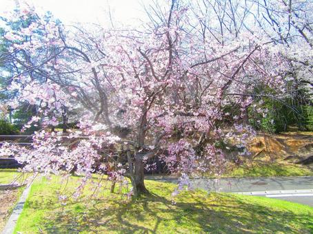 スポーツ公園の枝垂れ桜 スポーツ公園の枝垂れ桜の写真