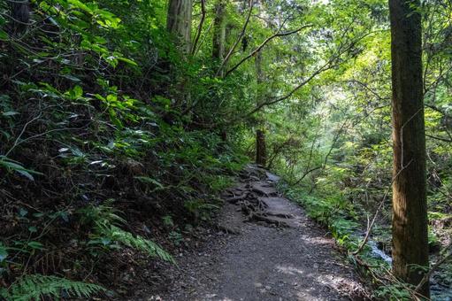 高尾山の登山道 高尾山の登山道 登山,ハイキング,森林の写真素材