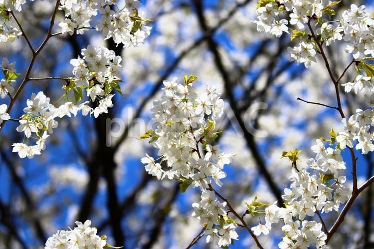 青空と白い大島桜 春,4月,きれいの写真素材