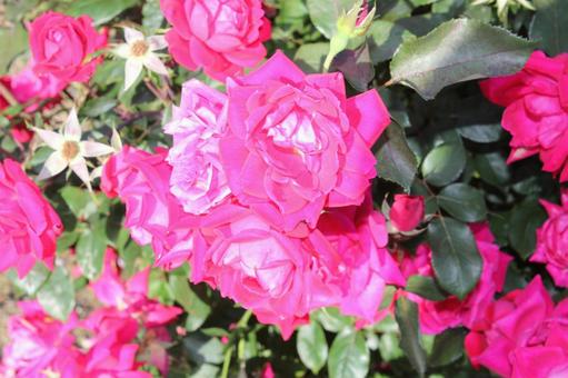 ばら303 バラ,rose,初夏の写真素材