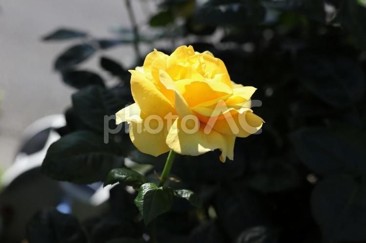 バラ園に咲く黄色い薔薇を撮りました 花,薔薇,自然の写真素材