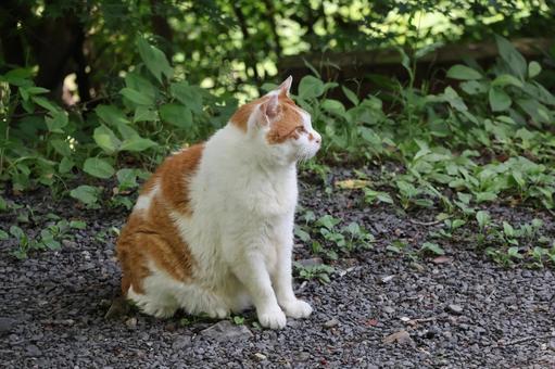 横を向いて座る猫 横を向いて座る猫 横,向いて,座るの写真素材
