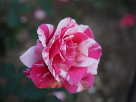 バラ園に咲くきれいな薔薇を撮りました バラ園に咲くきれいな薔薇を撮りましたの写真