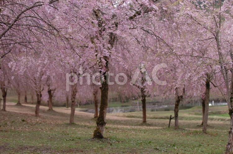 桜　３ 桜,花,さくらの写真素材