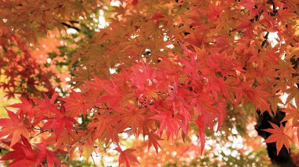 11月河口湖畔の紅葉 紅葉,秋,もみじの写真素材