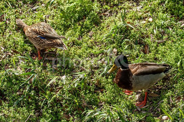 散歩する2匹の鴨 鴨,かも,カモの写真素材