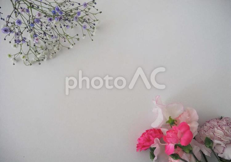 カーネーションとかすみ草 花,カーネーション,かすみ草の写真素材