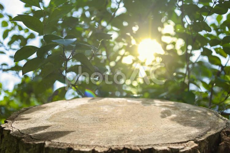 背景　森の切り株 切株,背景,テーブルの写真素材