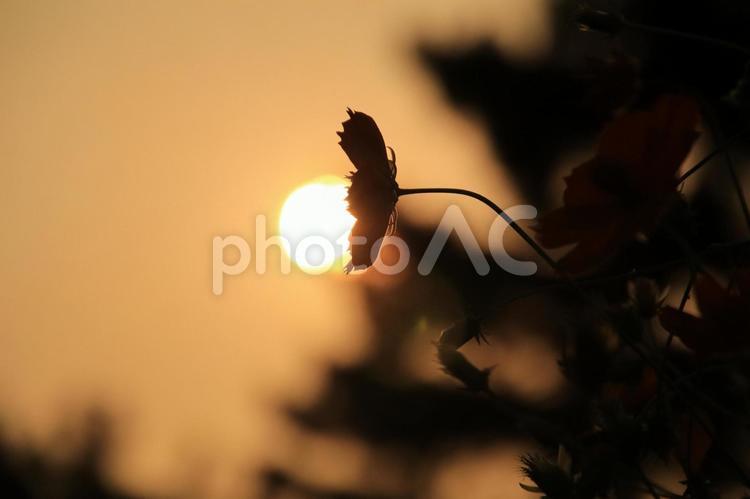 コスモスと夕日 コスモス,夕日,夕陽の写真素材
