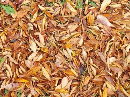 落ち葉 落ち葉,枯れ葉,葉の写真素材