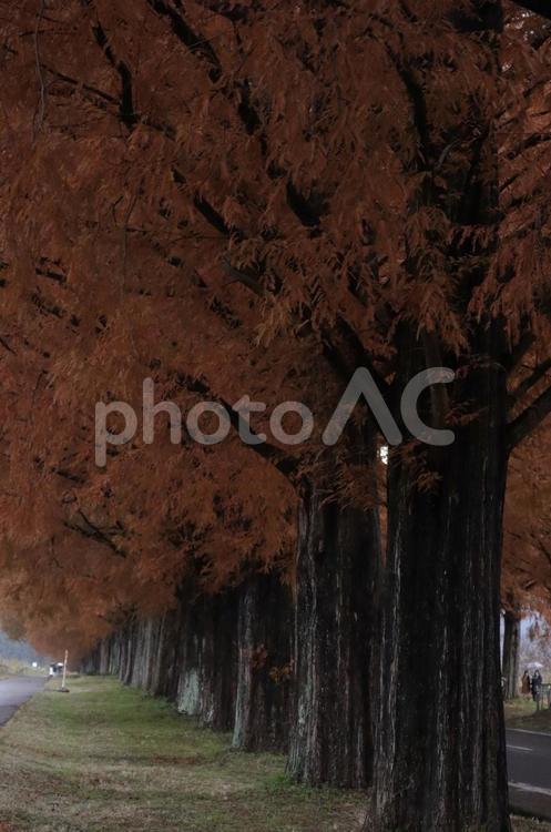 メタセコイア並木 秋,メタセコイア,デートの写真素材