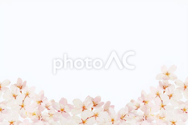 桜の花のフレーム　白い背景 桜,花のフレーム,満開の写真素材