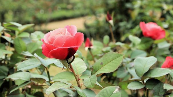 河津バカテル公園　秋バラ 薔薇,秋,花の写真素材