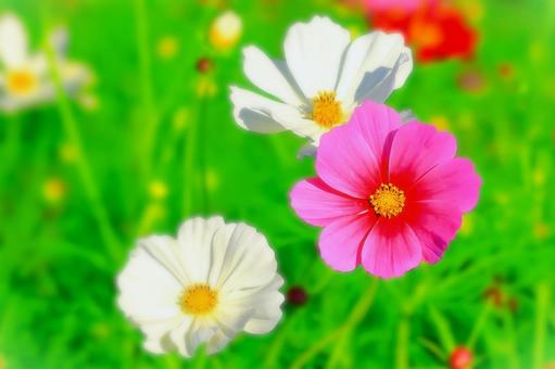 可憐な赤と白のコスモスの花 可憐な赤と白のコスモスの花 植物,花,コスモスの写真素材
