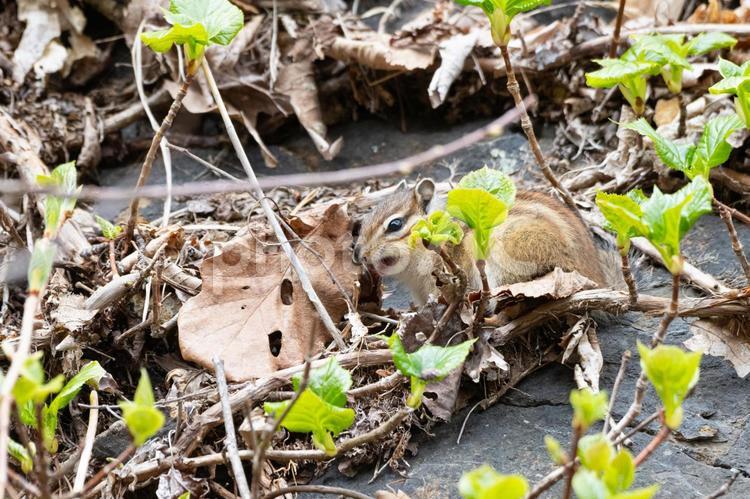 自然の中の可愛いシマリス リス,可愛い,かわいいの写真素材