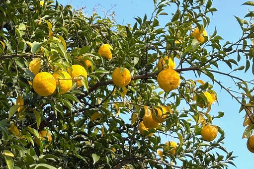 ダイダイの木 植物,柑橘,風景の写真素材