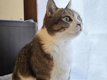 見つめる猫の写真