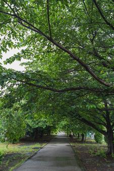 雨降りの歩道(白幡沼) 雨降りの歩道(白幡沼) 葉,桜,雨の写真素材