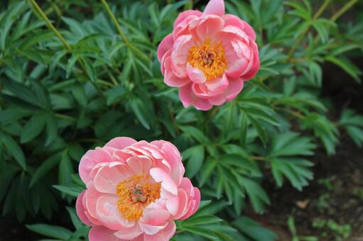 ピンク色の大ぶりな花 ピンク色の大ぶりな花の写真
