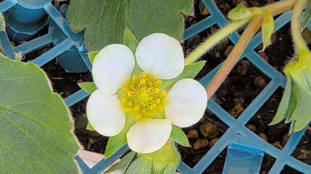 家庭菜園　苺の花 苺,冬,花の写真素材