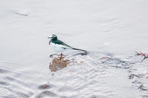 水がとても気持ちいいです セグロセキレイ,野鳥,小鳥の写真素材
