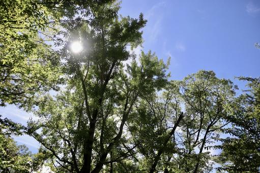 Photo, trees, dry, leaf, 
