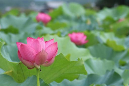 蓮花 蓮花 はす,ハス,蓮の写真素材